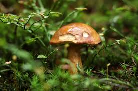 Image result for Boletus badius
