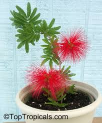 Image result for Calliandra tweedii