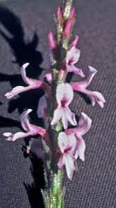 Image result for Striga bilabiata