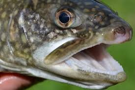Never caught a fish deeper than 4 feet, most less than 3. What S The Best Bait For Spotted Sea Trout