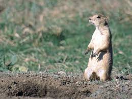 Prairie dogs are small animals which inhabit the flat lands of central and western north america. Prairie Dog Mothers Are Violent Vegetarians