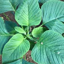 Image result for Amaranthus
