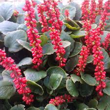 Image result for Gunnera perpensa