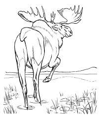 A mouse can jump as high as a foot, and jump downward as much as 8 feet. Moose Walking In The Swamp Coloring Page Kids Play Color Funny Easy Drawings Coloring Pages Coloring Pictures
