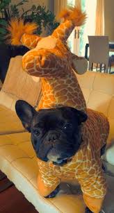 To the french bulldog's appearance is that of an active, intelligent, muscular dog, powerful for its small. The 25 French Bulldog Halloween Costumes So Cute You Ll Cry The Paws