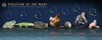 Early systolic murmur early systolic murmurs begin with the first sound and peak in the first New Understanding Of The Heart S Evolution Live Science