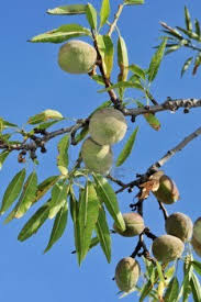 Almond Tree With Fruit Bitki Meyve Doga