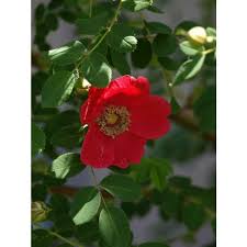 Maybe you would like to learn more about one of these? Jc Raulston Arboretum Photographs Of Em Rosa Moyesii Em Geranium
