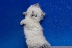 Pin On Cats Kittens