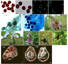 Image result for Sesamum radiatum