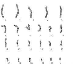 Wobei das jeweils chromosomenpaare sind. Grundbegriffe Genetik Karteikarten Quizlet
