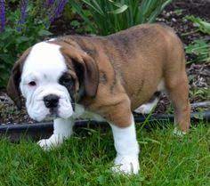 12 Best Doggie Stuff Images Dogs Pets Puppies
