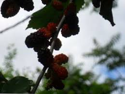 Sterilisation D Arbre Fruitier De Murier Comment Arreter Un Murier De Fructification Fr Haenselblatt Com