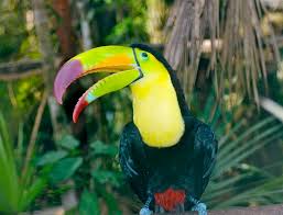 Resultado de imagen para BELIZE