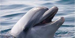 صور دولفين في البحر أحلي صور للدولفين أجمل صور الدولفين موقع حصري dolphins baby animal names whale