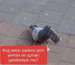 rgb yesn t qwu adli kullanicinin komik seyler panosundaki pin komik seyler komik