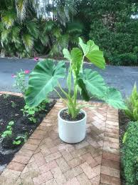 We did not find results for: Mammoth Elephant Ears I Only Planted This Bulb A Month Ago And Look At It Grow Floridagarden