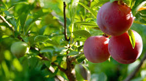 Fruit trees are great nitrogen feeders and is the when planting fruit trees that have grown for 3 years you will need to prune the leading shoots of. This Single Tree Produces 40 Different Kinds Of Fruit