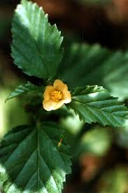 Image result for Malvastrum coromandelianum