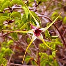 Image result for Strophanthus sarmentosus