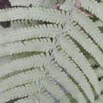 Image result for Pteris linearis