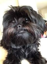 German shepherd / shih tzu mix. The Shih Tzu Heat Cycle Information Center