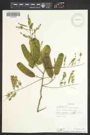 Image result for Acacia adenocalyx