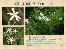 Slide55 Flower Names Flowers Nature Flowers