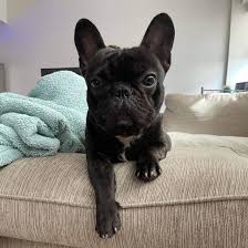 The french bulldog chihuahua mix breed is an unusual dog with some unusual characteristics. How Small Is A Mini French Bulldog And Everything You Need To Know K9 Web