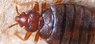 Bed bugs usually like to reside in areas that humans spend a lot of time, such as beds, chairs, and other warm places. How Do You Get Bed Bugs Debugged