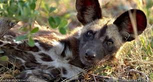 The largest populations remain in southern africa and the southern part of east africa (especially tanzania and northern mozambique). 5 Interesting Facts About The African Wild Dog Lycaon Pictus Safaribookings