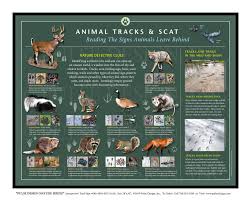 Ночные животные звуковые и рингтоны. Outdoor Interpretive Signs Animals Wildlife Track Scat Identification Guide North America Pulse Design Outdoor Interpretive Signs