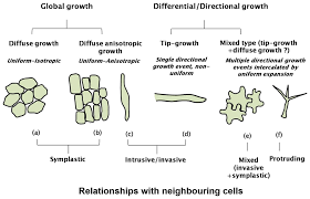 Note that prokaryotic cells lack most of the organelles found in eukaryotic cells. Ijms Free Full Text No Stress Relax Mechanisms Governing Growth And Shape In Plant Cells Html