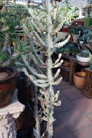 What is much harder to track down is exactly how the cactus does this. Plantfiles Pictures Euphorbia Candelabra Plant False Cactus Dragon Bones Elkhorn Cristate White Ghost Euphorbia Lactea By Palmbob