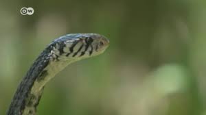 Maybe you would like to learn more about one of these? Snakebites Kill At Least 80 000 People Per Year And Probably More Science In Depth Reporting On Science And Technology Dw 23 05 2019