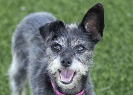 Colorado Springs Co Chihuahua Meet Lucy Lu A Pet For Adoption