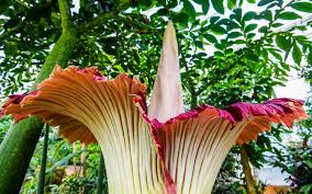 Bloom room proudly offers the very best selection of cannabis flowers, extracts, vape cartridges, edibles, joints, topicals, and tinctures available in california. Corpse Flower Bloom Found In San Francisco Carpark Broome Online News