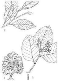 Image result for Ocotea kenyensis