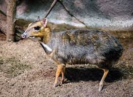 During winter, their range becomes smaller and the deer mouse (peromyscus maniculatus) is a small north american rodent. Mouse Deer Zooborns