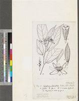 Image result for Glyphaea