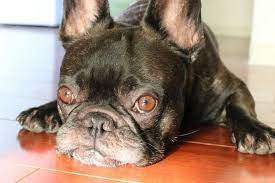 Three lilacs and 2 blues that carry choc. Red Eye Frenchbulldog French Bulldog Animals Bulldog