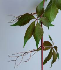 Today's plant is coral vine, mexican creeper , antigonon leptopus with beautiful ornamental pink flowers and cordate green leaves. Parthenocissus Quinquefolia Virginia Creeper Virginia Creeper Woodbine North Carolina Extension Gardener Plant Toolbox