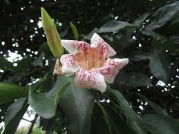 Image result for Rothmannia manganjae