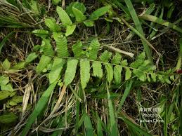 Image result for Ampelopteris