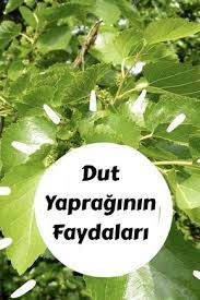 Dut Yapraginin Faydalari Leaf Health Mulberry Leaf Herbal Medicine