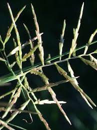 Image result for Cyperus distans