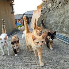 Each country gets a cat's attention with different noises, and these were just a couple examples! What Do You Call A Group Of Cats Quora
