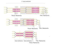 Consequently, my leg muscles now require a greater supply of blood. Muscle Contraction Science Learning Hub