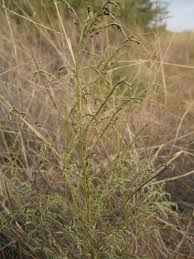 Image result for Phyllanthus pentandrus