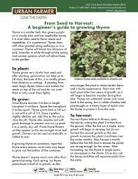 Instructions For Growing Thyme Growing Thyme Planting Herbs Growing Vegetables